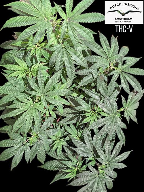 THC - Victory #2 - Sponsored by Biotabs. Week 6