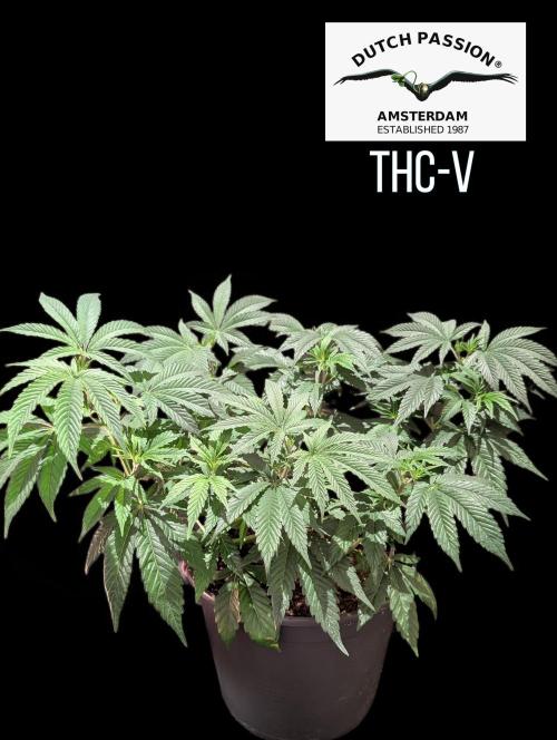 THC - Victory #2 - Sponsored by Biotabs. Week 6