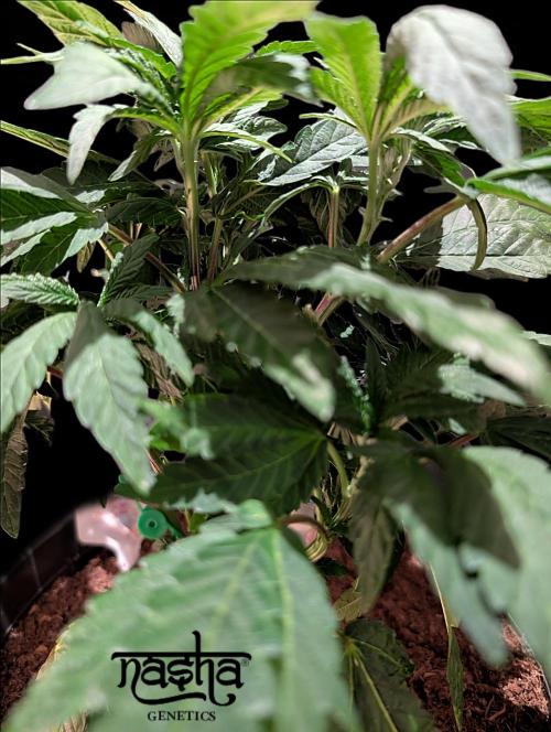 Snapple Apple - Sponsored by Biotabs. Week 6