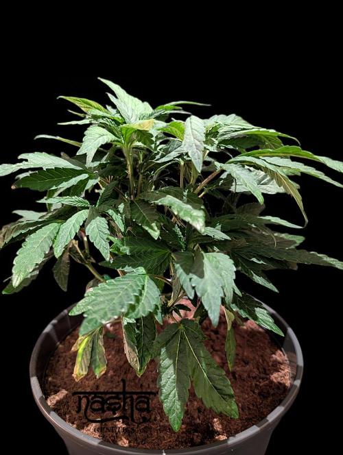 Snapple Apple - Sponsored by Biotabs. Week 6