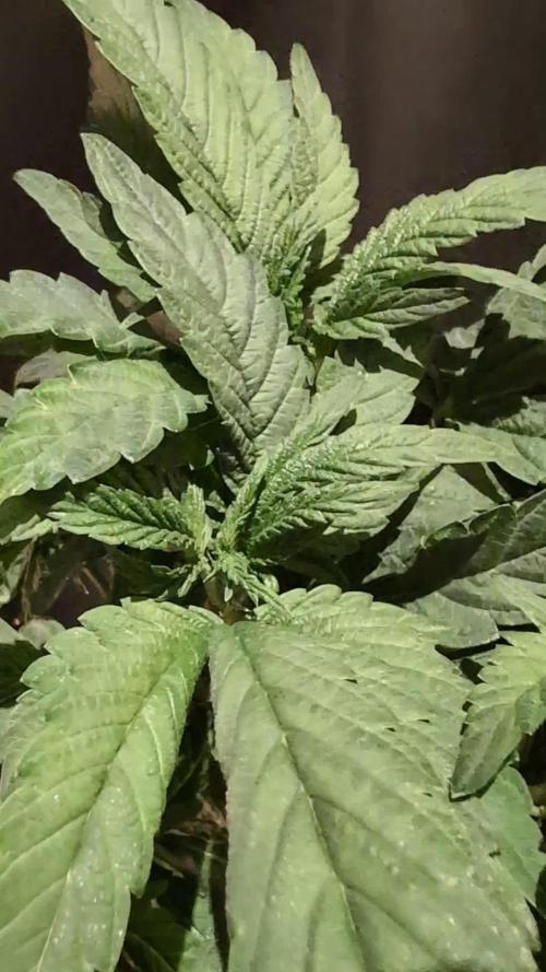 Snapple Apple - Sponsored by Biotabs