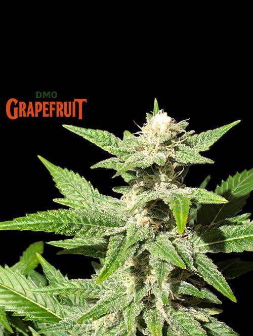 DMO Grapefruit #1 - Good Times Genetics. Week 12