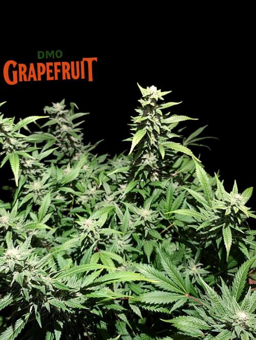 DMO Grapefruit #2 - Good Times Genetics. Week 12