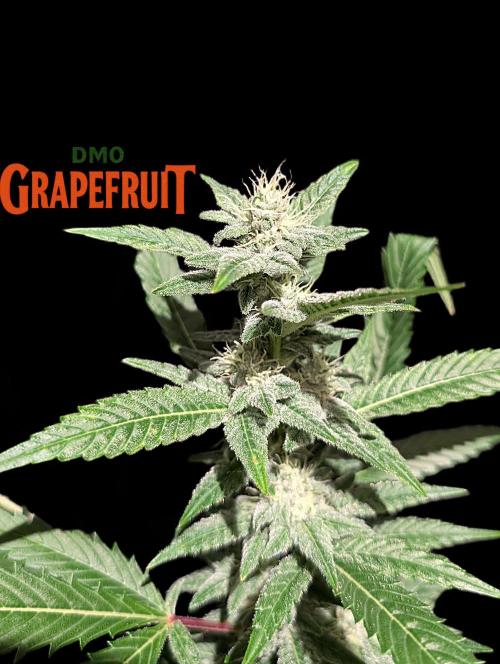 DMO Grapefruit #2 - Good Times Genetics. Week 12
