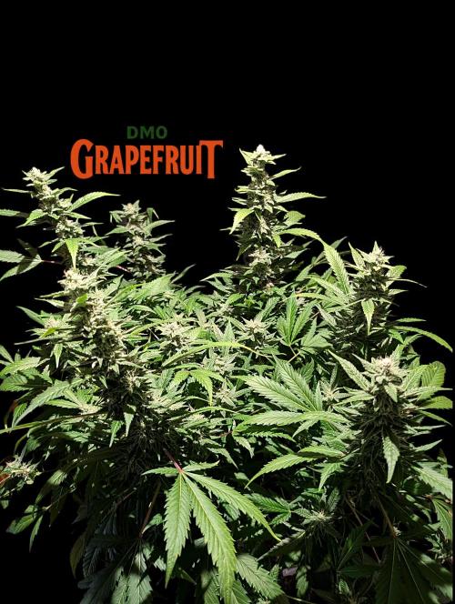 DMO Grapefruit #2 - Good Times Genetics. Week 12