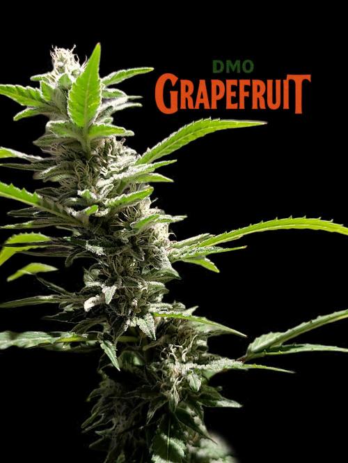 DMO Grapefruit #2 - Good Times Genetics. Week 12