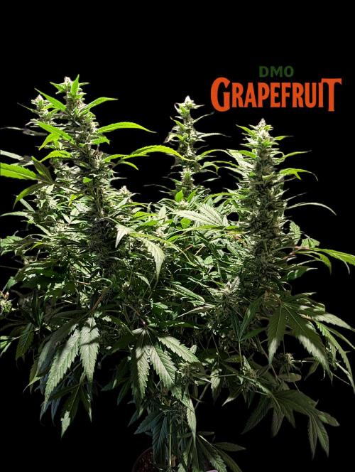 DMO Grapefruit #2 - Good Times Genetics. Week 12