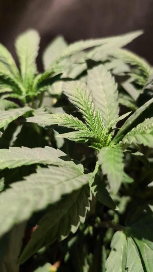 Snapple Apple - Sponsored by Biotabs