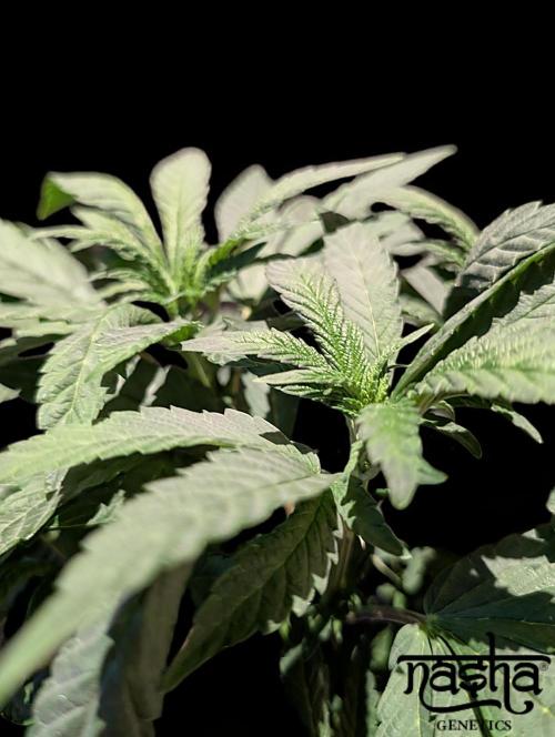 Snapple Apple - Sponsored by Biotabs. Week 7