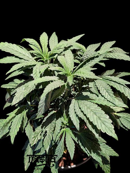 Snapple Apple - Sponsored by Biotabs. Week 7