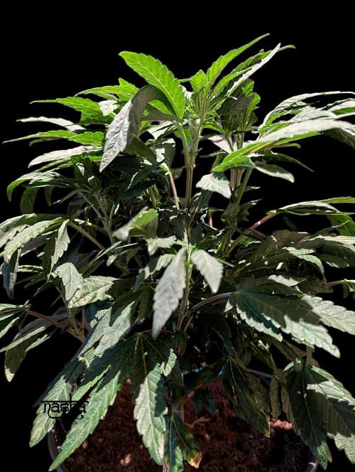 Snapple Apple - Sponsored by Biotabs. Week 7