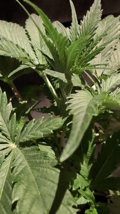 Cali Orange Bud - BioTabs.nl Grow