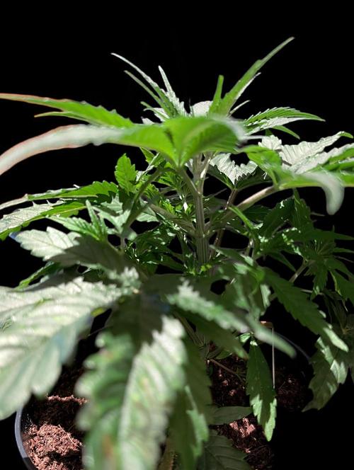 Cali Orange Bud - BioTabs.nl Grow. Week 5