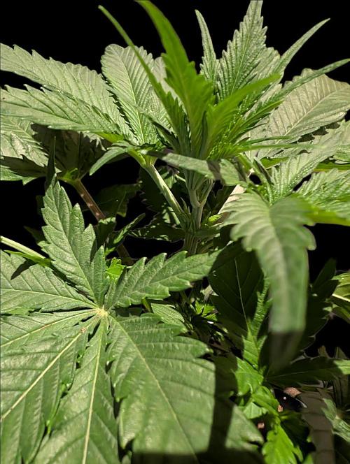 Cali Orange Bud - BioTabs.nl Grow. Week 5