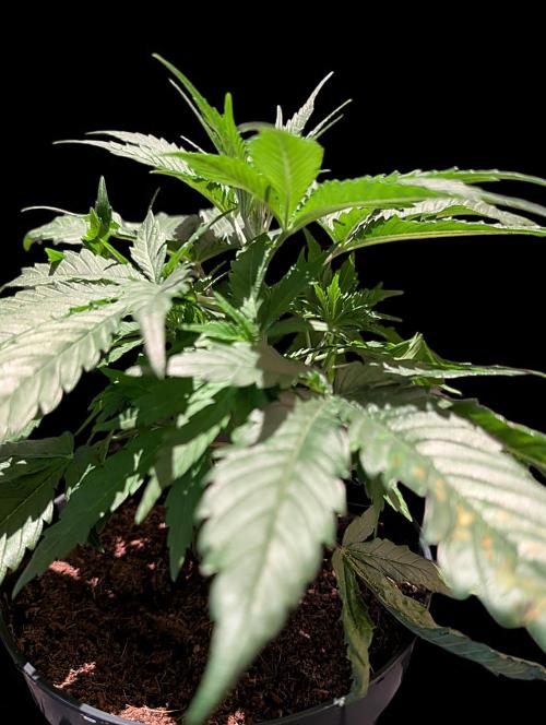 Cali Orange Bud - BioTabs.nl Grow. Week 5