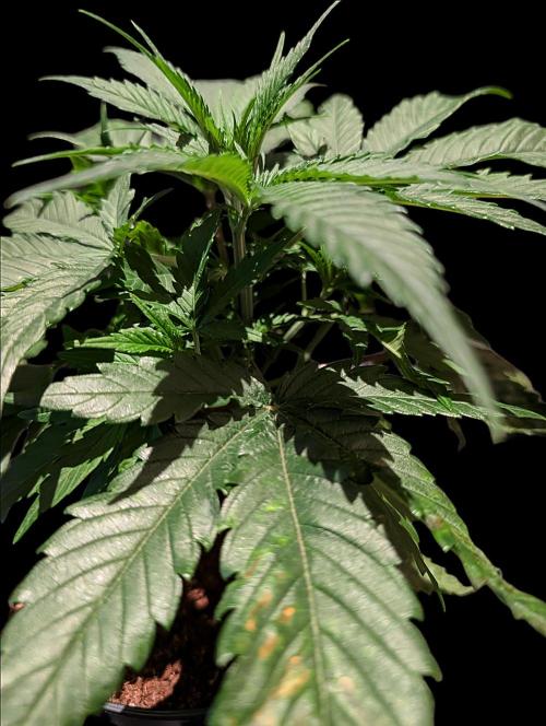 Cali Orange Bud - BioTabs.nl Grow. Week 5