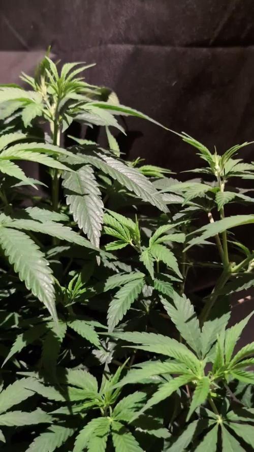 THC - Victory #2 - Sponsored by Biotabs