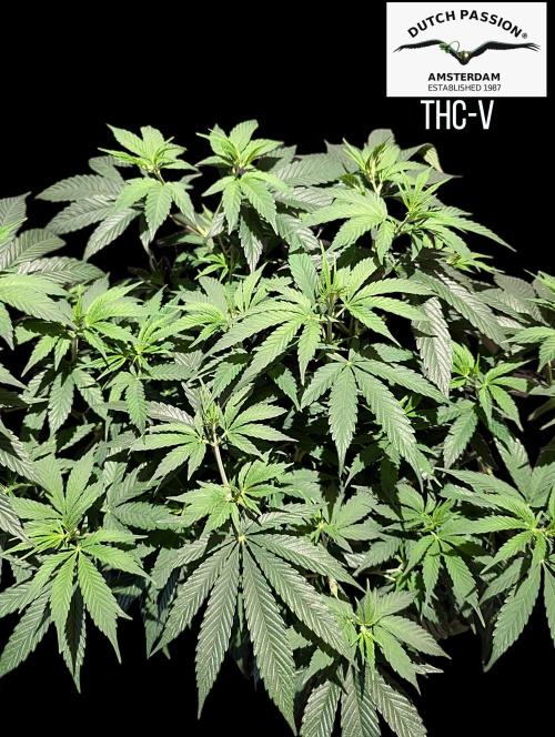 THC - Victory #2 - Sponsored by Biotabs. Week 7