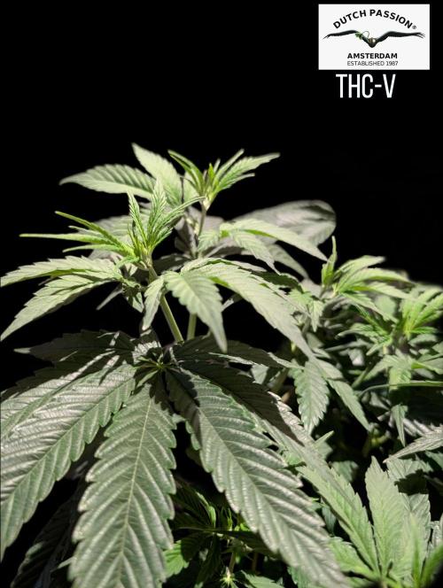 THC - Victory #2 - Sponsored by Biotabs. Week 7