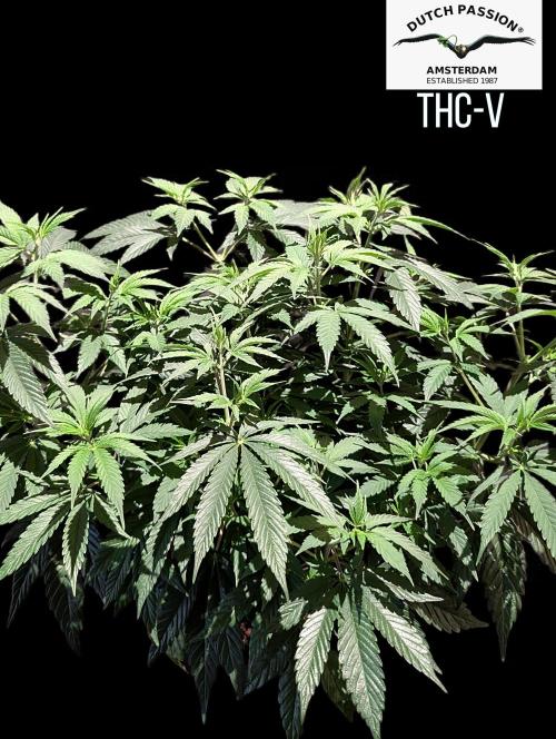 THC - Victory #2 - Sponsored by Biotabs. Week 7