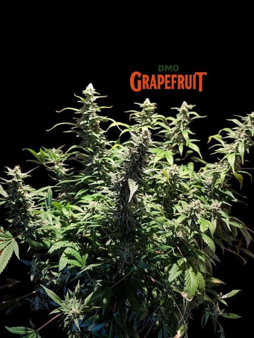DMO Grapefruit #1 - Good Times Genetics. Week 13