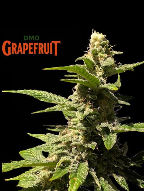 DMO Grapefruit #1 - Good Times Genetics. Week 13