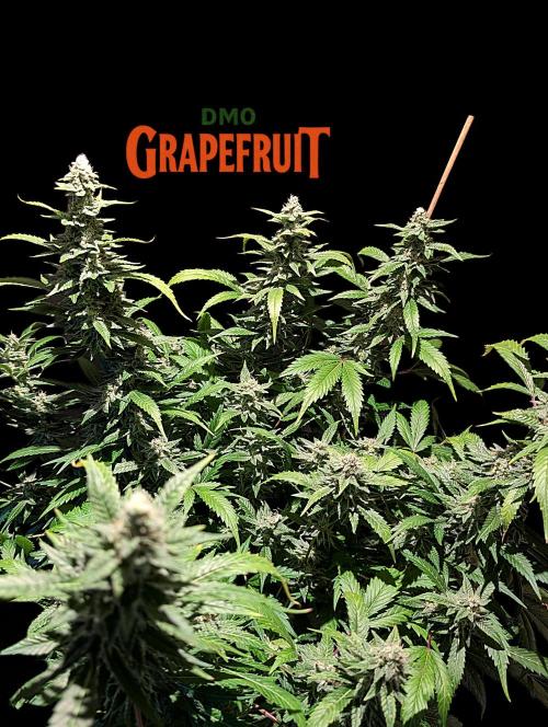 DMO Grapefruit #1 - Good Times Genetics. Week 13