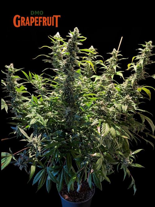 DMO Grapefruit #1 - Good Times Genetics. Week 13