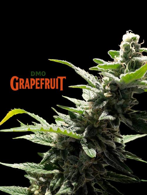 DMO Grapefruit #1 - Good Times Genetics. Week 13