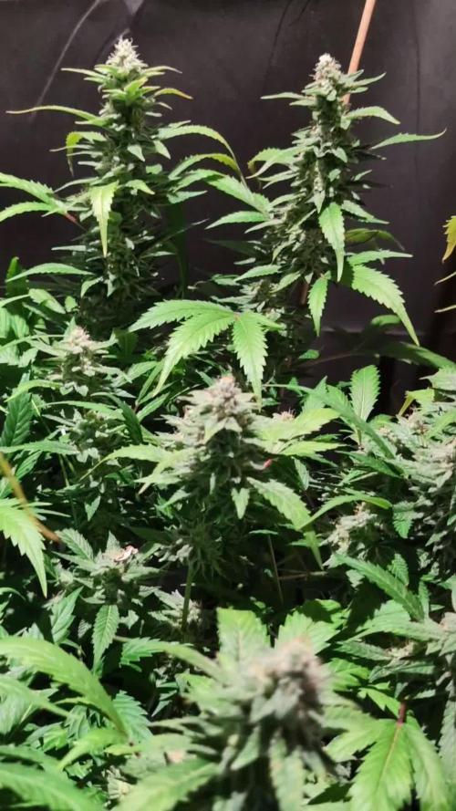 DMO Grapefruit #1 - Good Times Genetics