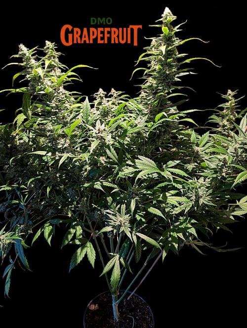 DMO Grapefruit #2 - Good Times Genetics. Week 13