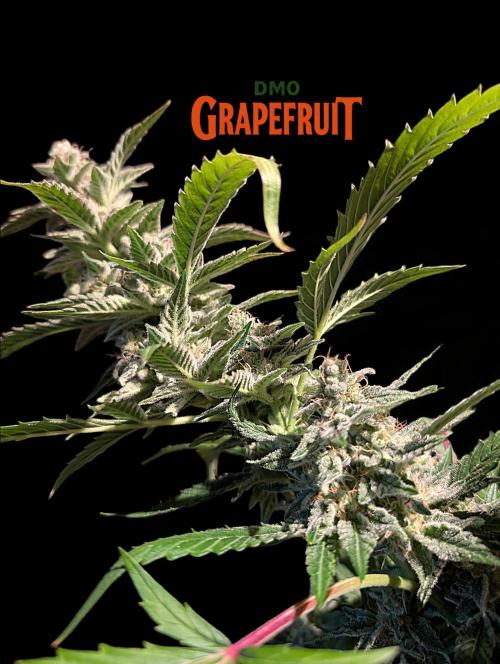 DMO Grapefruit #2 - Good Times Genetics. Week 13
