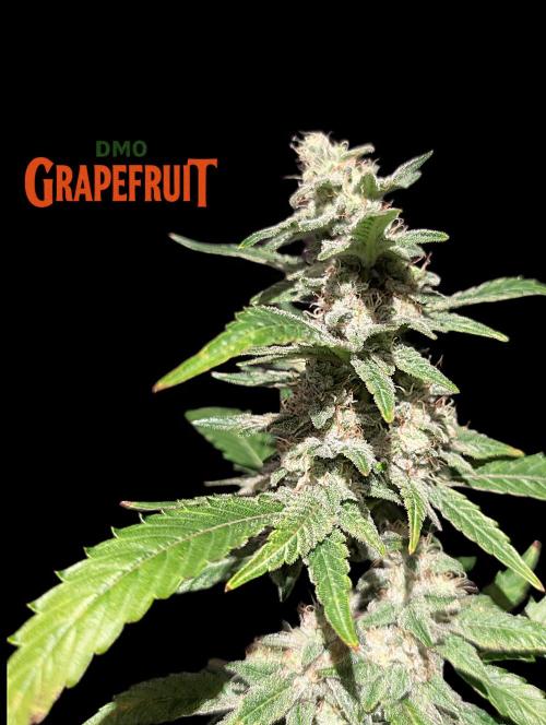 DMO Grapefruit #2 - Good Times Genetics. Week 13