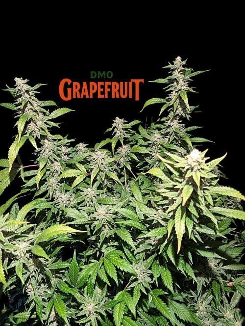 DMO Grapefruit #2 - Good Times Genetics. Week 13