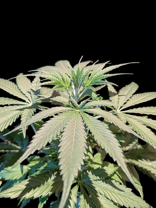 Cali Orange Bud - BioTabs.nl Grow. Week 6