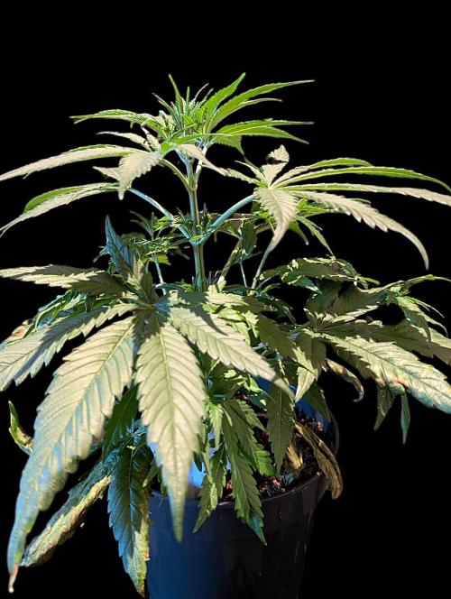 Cali Orange Bud - BioTabs.nl Grow. Week 6