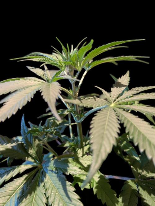 Cali Orange Bud - BioTabs.nl Grow. Week 6