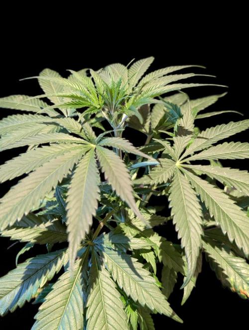 Cali Orange Bud - BioTabs.nl Grow. Week 6