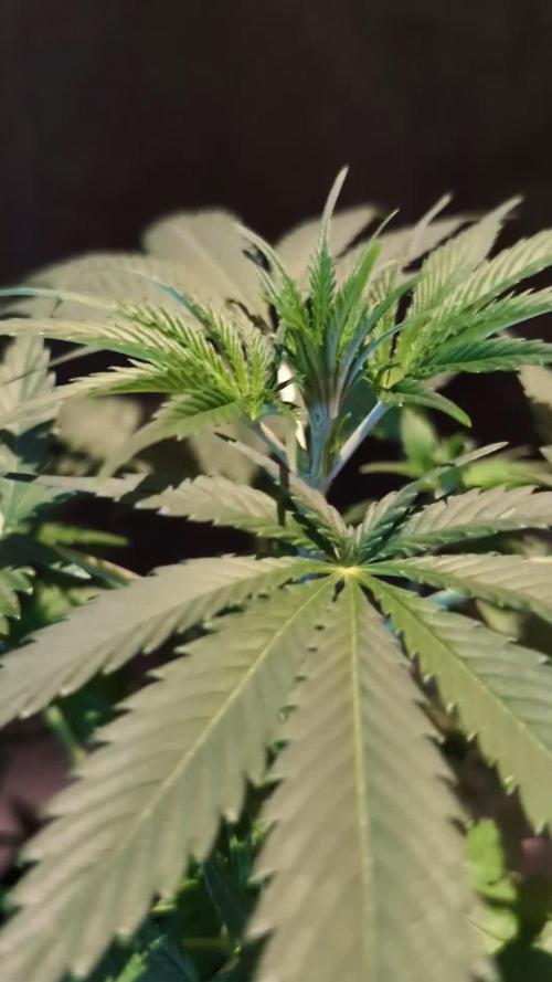 Cali Orange Bud - BioTabs.nl Grow