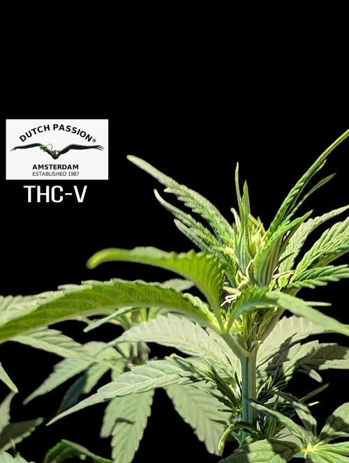 THC - Victory #2 - Sponsored by Biotabs. Week 8