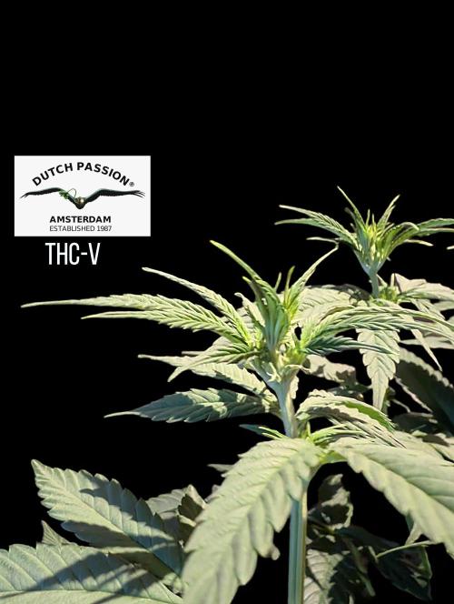 THC - Victory #2 - Sponsored by Biotabs. Week 8