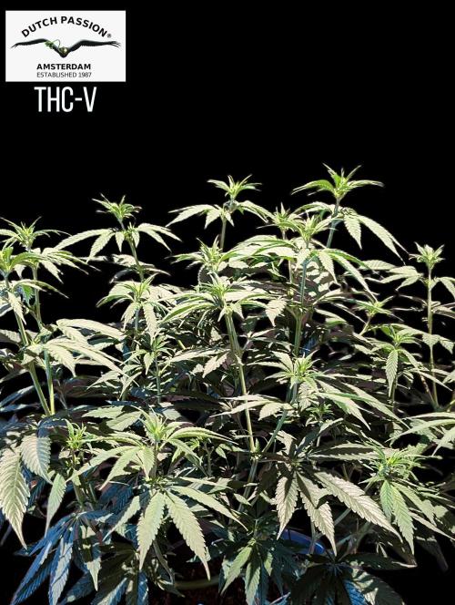 THC - Victory #2 - Sponsored by Biotabs. Week 8