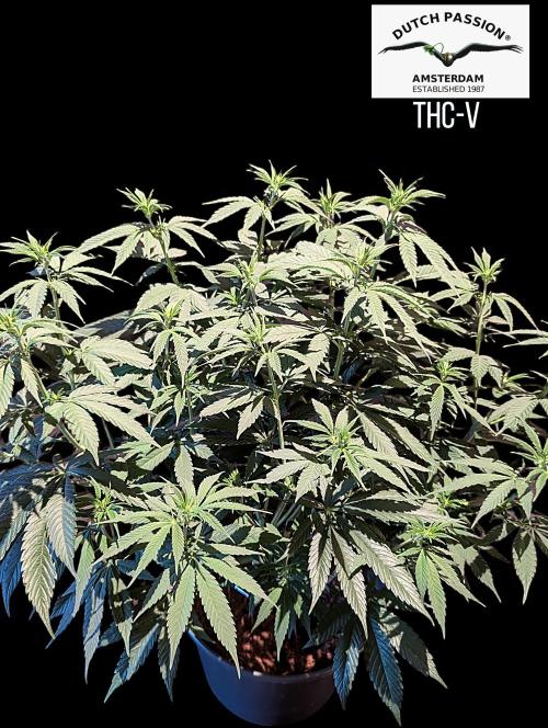 THC - Victory #2 - Sponsored by Biotabs. Week 8