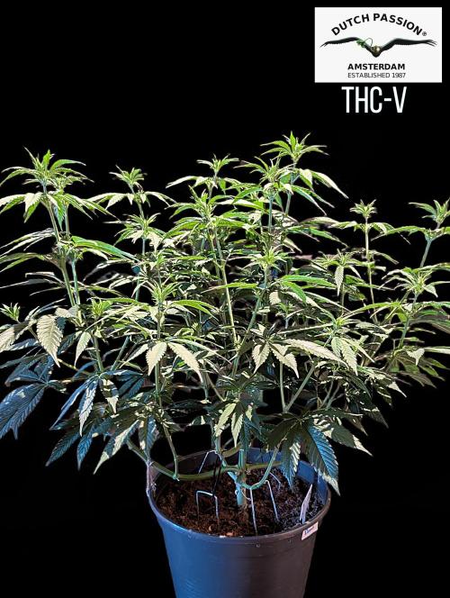 THC - Victory #2 - Sponsored by Biotabs. Week 8