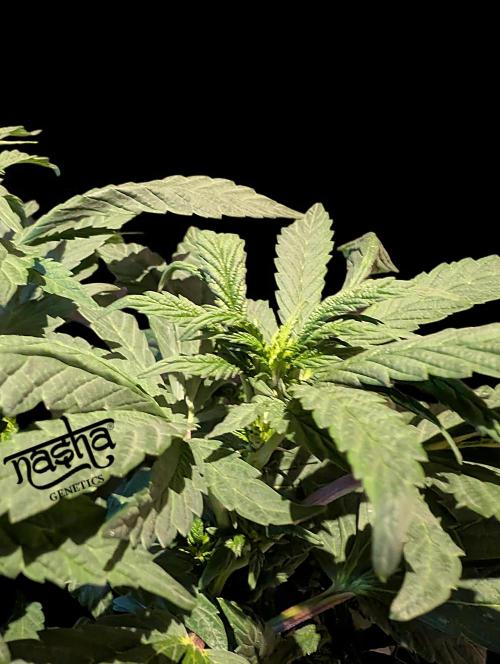 Snapple Apple - Sponsored by Biotabs. Week 8