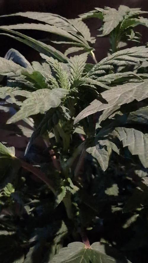 Snapple Apple - Sponsored by Biotabs