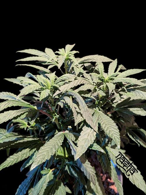 Snapple Apple - Sponsored by Biotabs. Week 8