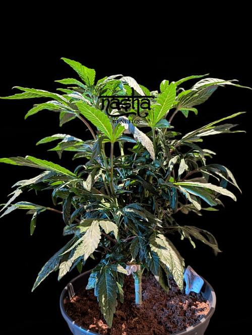 Snapple Apple - Sponsored by Biotabs. Week 8