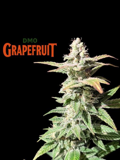 DMO Grapefruit #2 - Good Times Genetics. Week 14