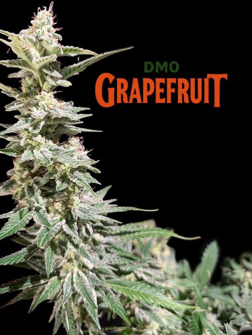 DMO Grapefruit #2 - Good Times Genetics. Week 14